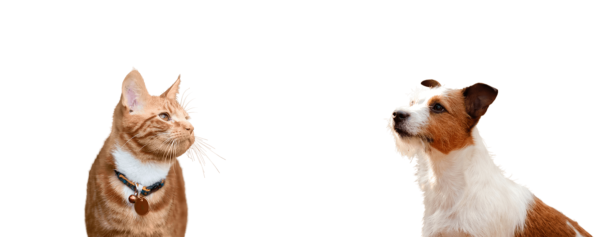 Dier en Zorgplan afbeelding hond kat