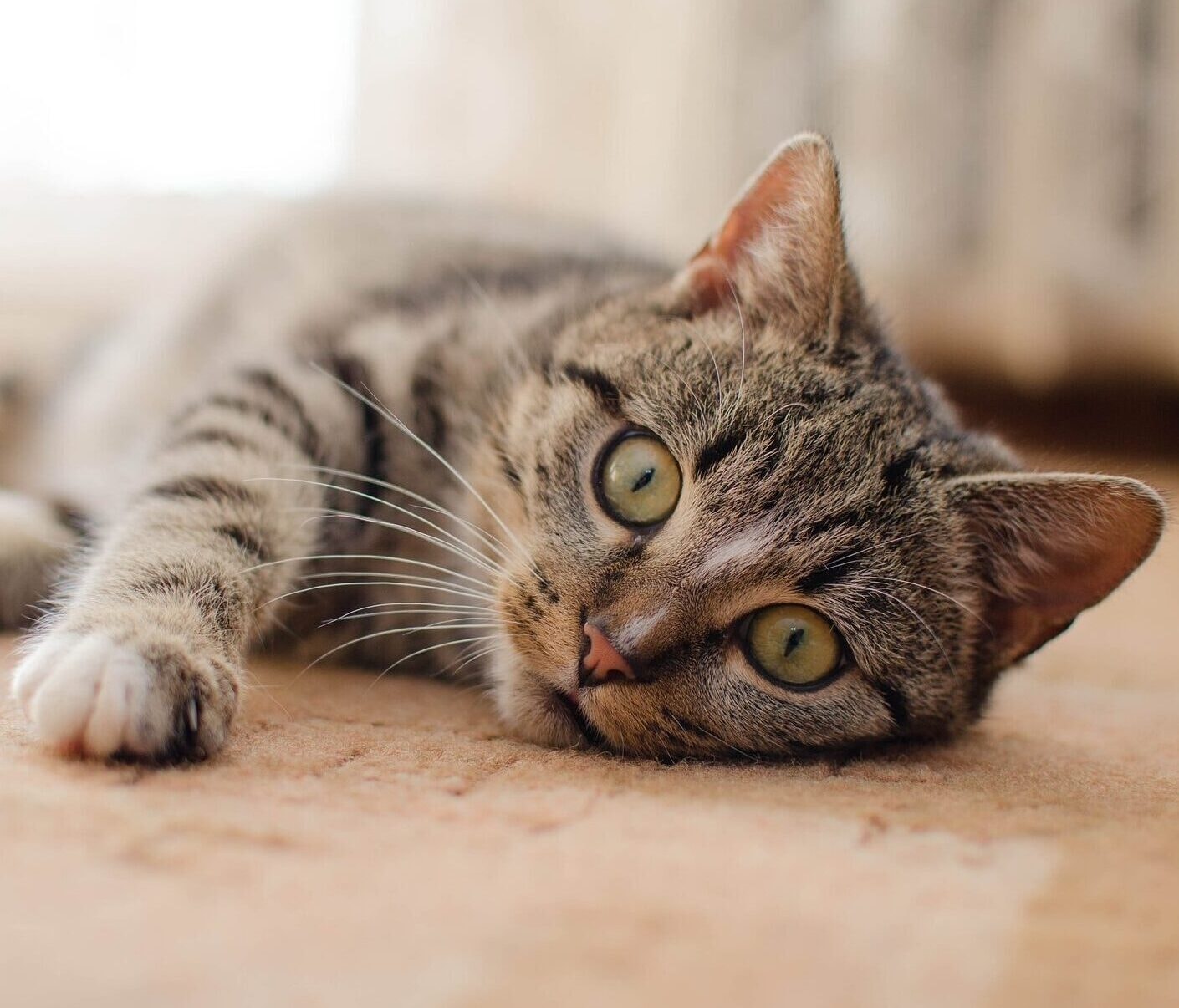 Cat 3038254 1920